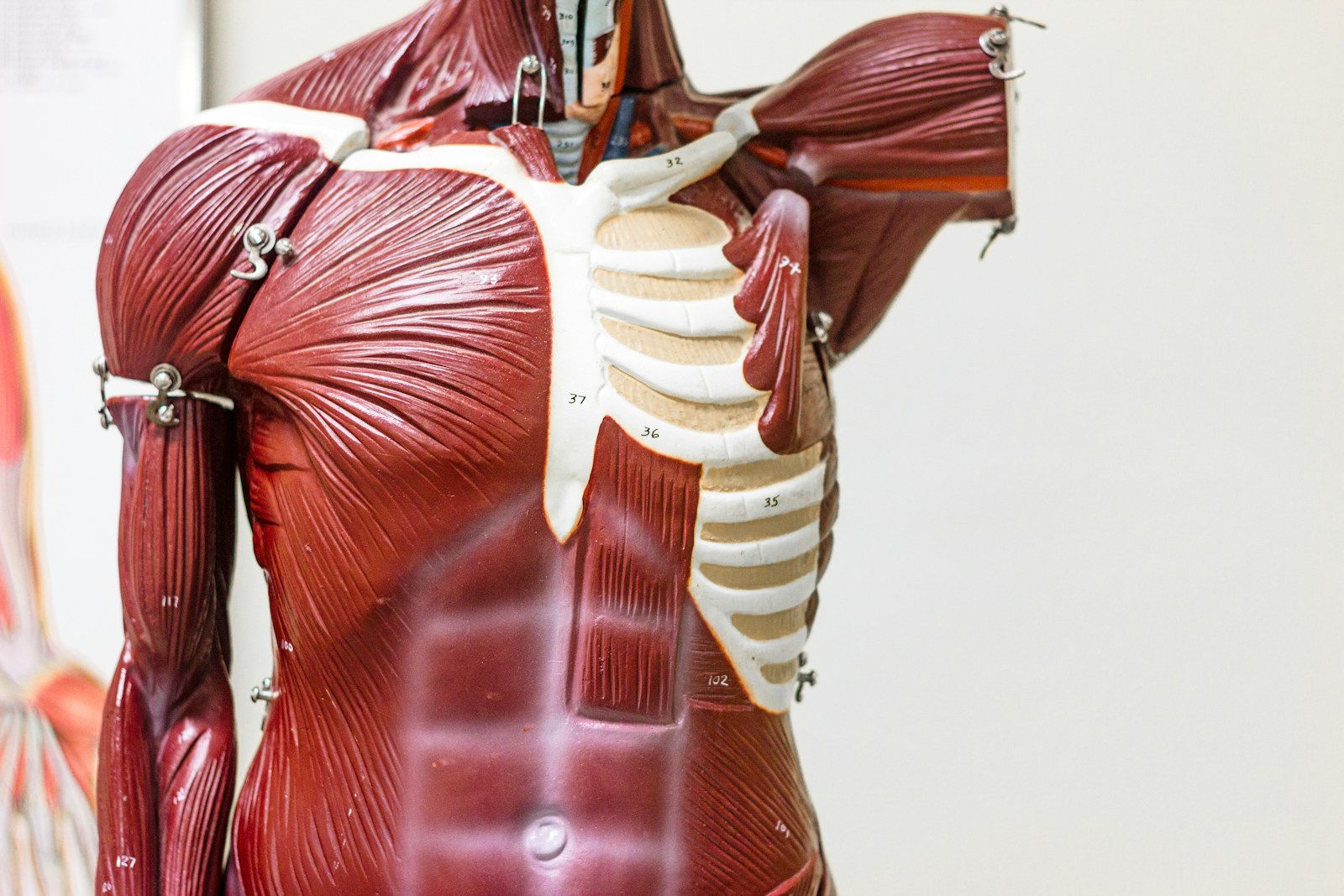Spasmes musculaires et stress: comprendre, agir, savoir quand consulter